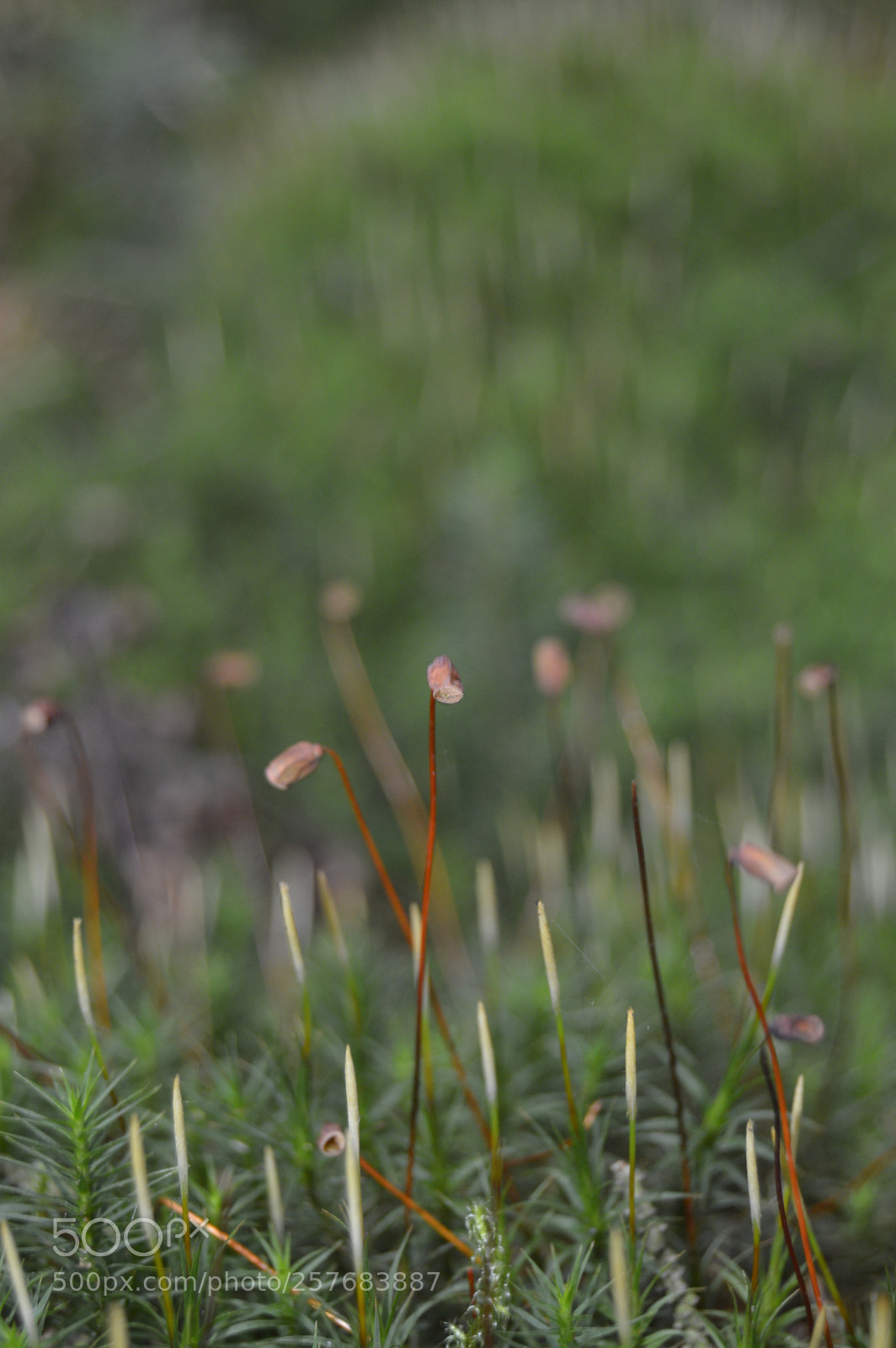 Nikon D3200 sample photo. Skøn natur photography