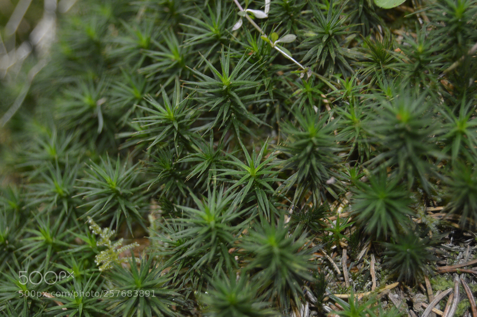 Nikon D3200 sample photo. Skøn natur photography