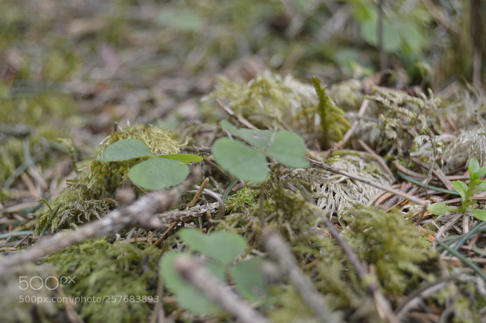 Nikon D3200 sample photo. Skøn natur photography