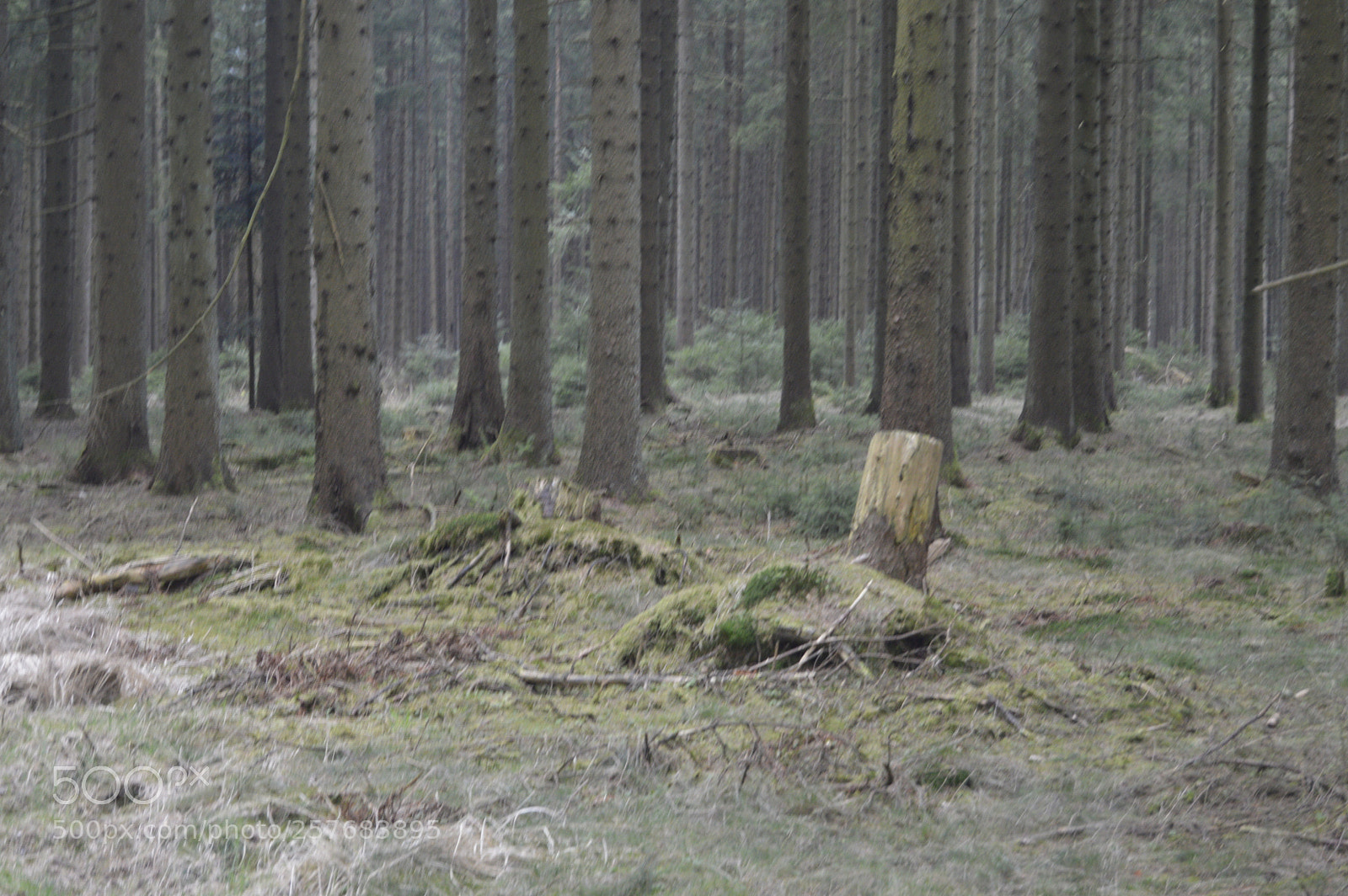 Nikon D3200 sample photo. Skøn natur photography