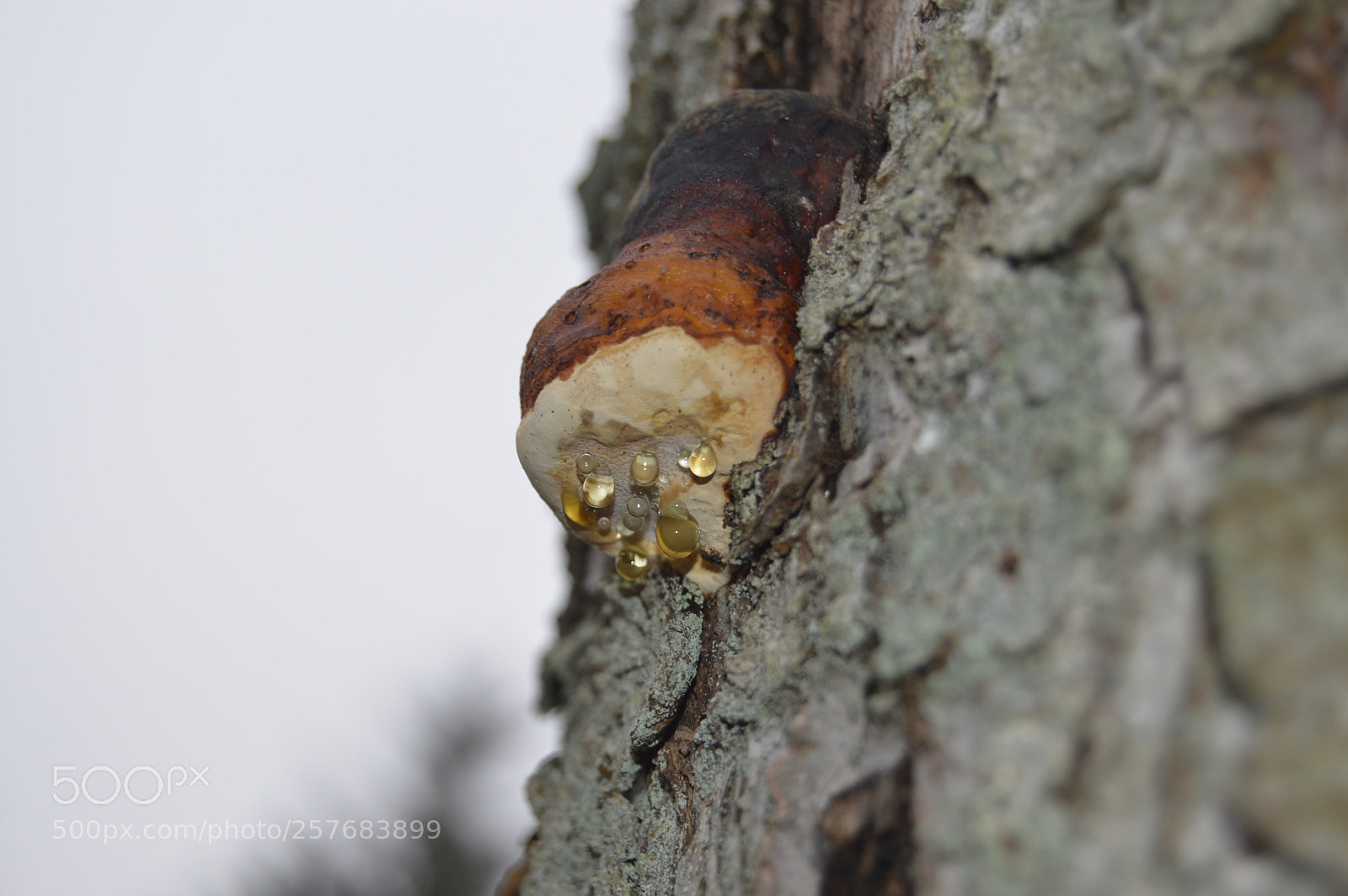 Nikon D3200 sample photo. Skøn natur photography
