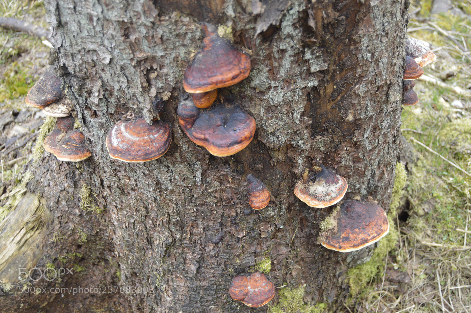 Nikon D3200 sample photo. Skøn natur photography