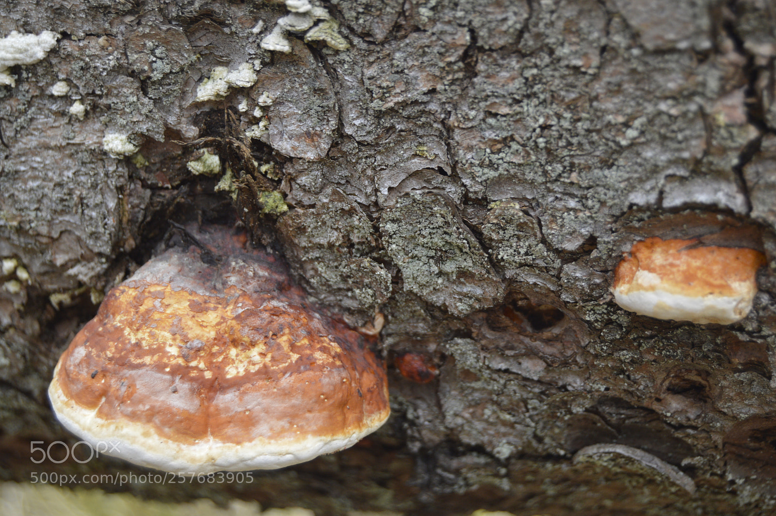 Nikon D3200 sample photo. Skøn natur photography