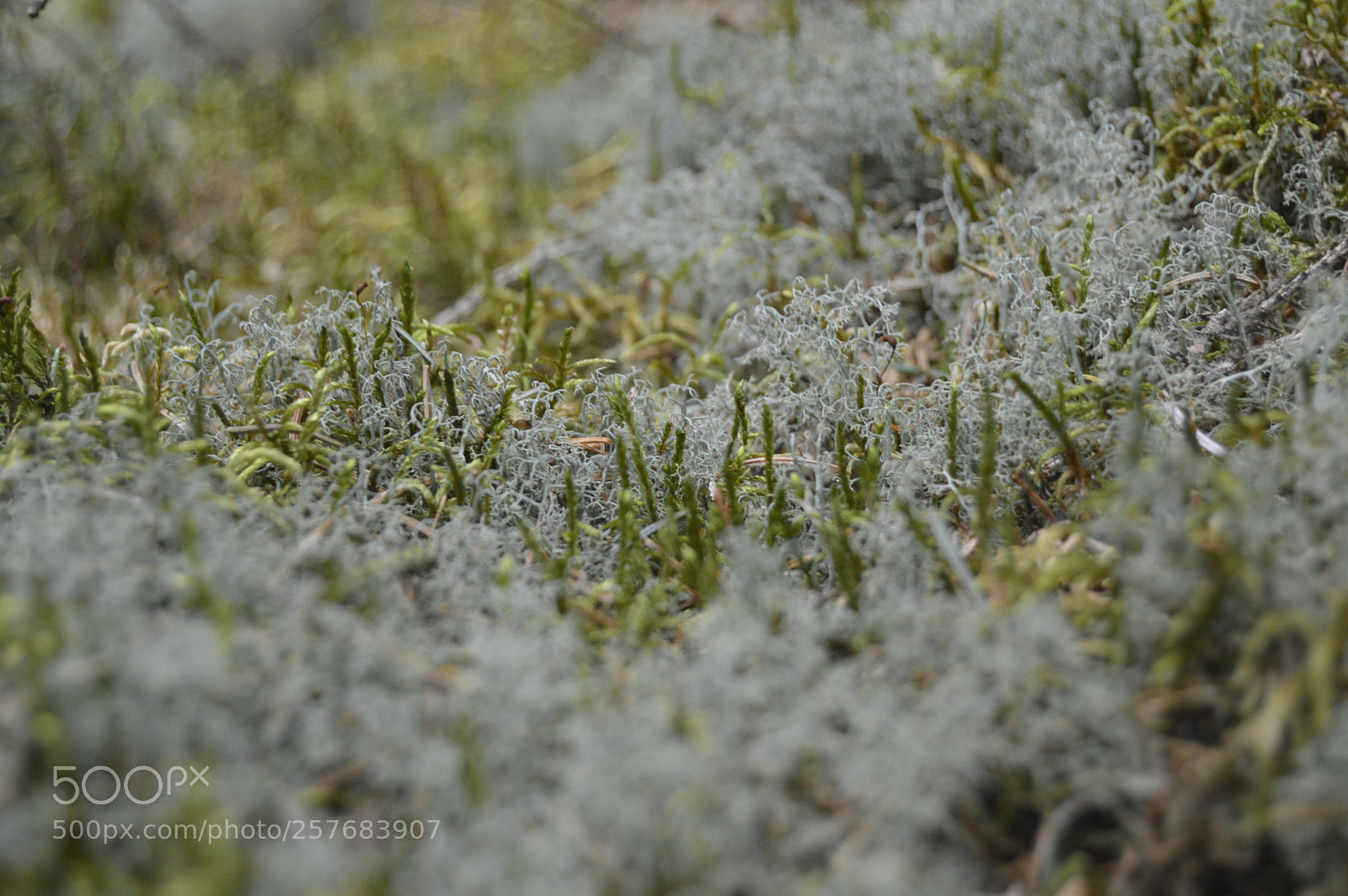 Nikon D3200 sample photo. Skøn natur photography