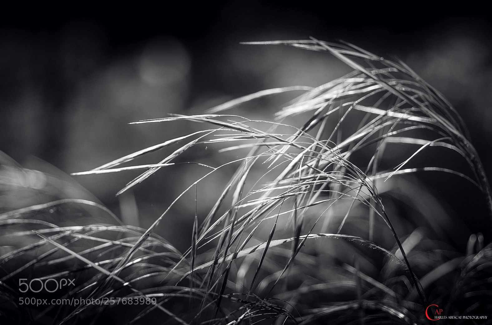 Pentax K-5 sample photo. Herbes folles photography