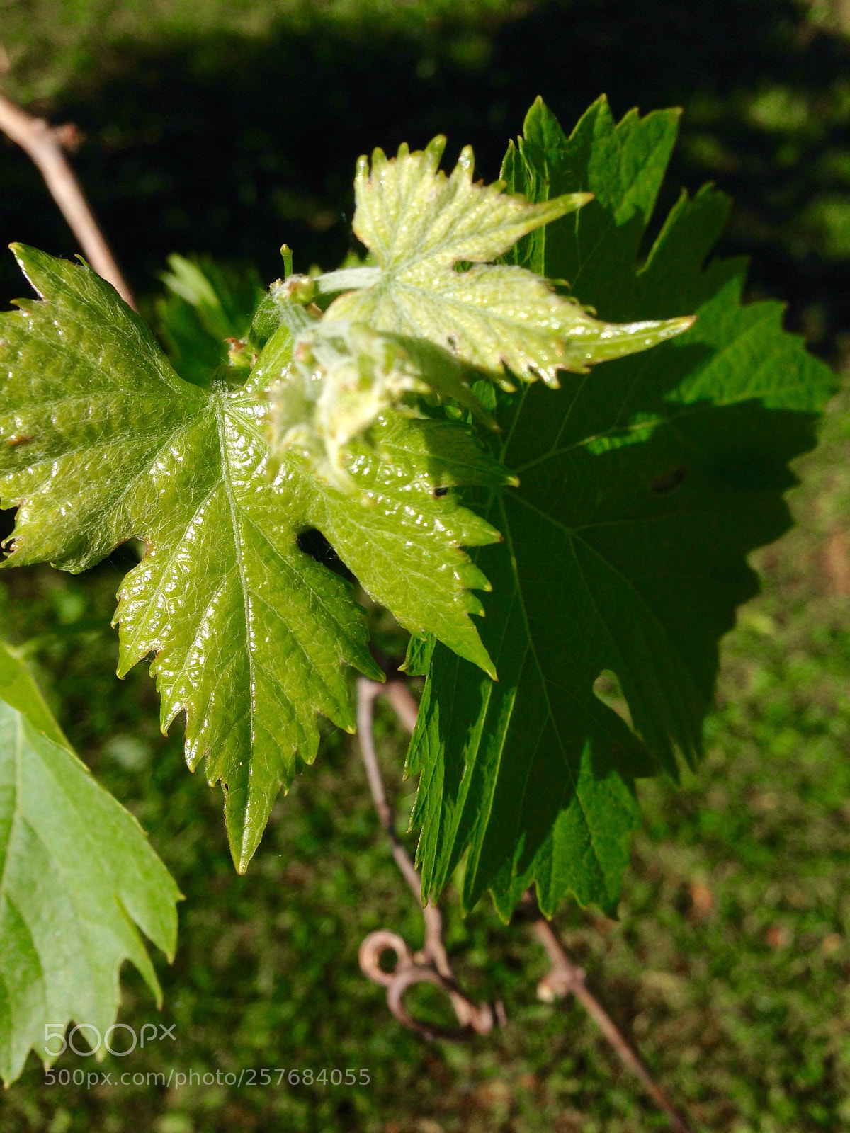 Apple iPhone 5 sample photo. In vino veritas... (?) photography
