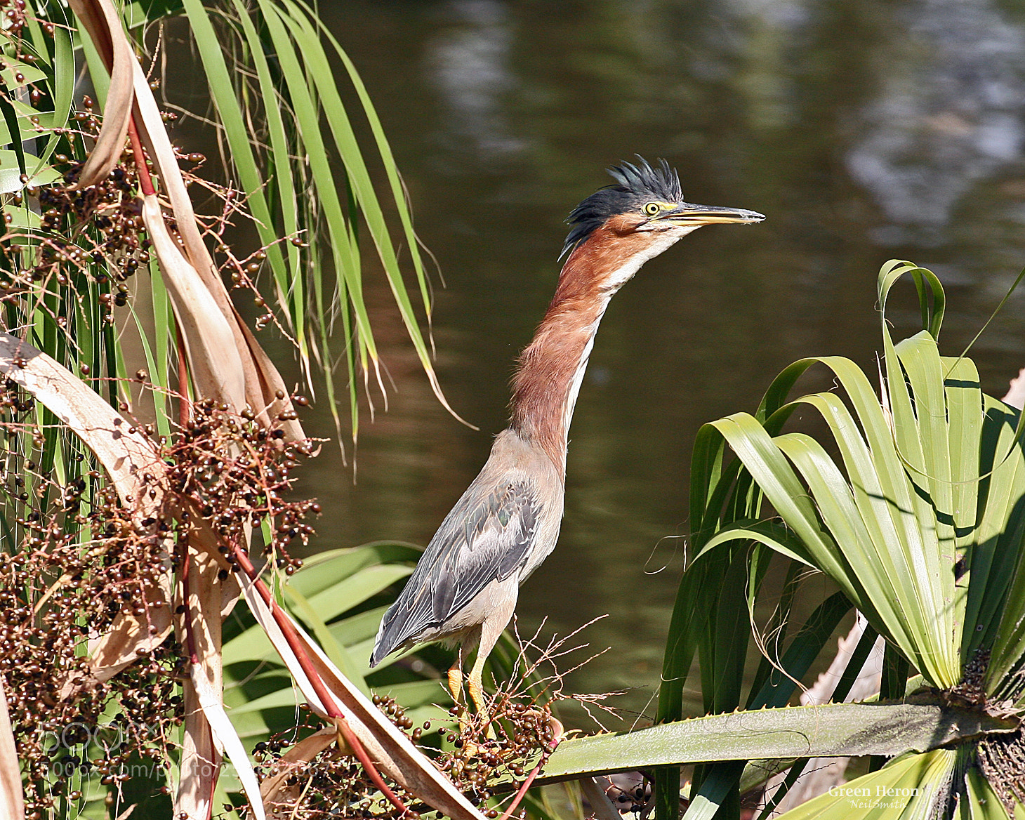 Canon EOS 5D sample photo. Green heron photography