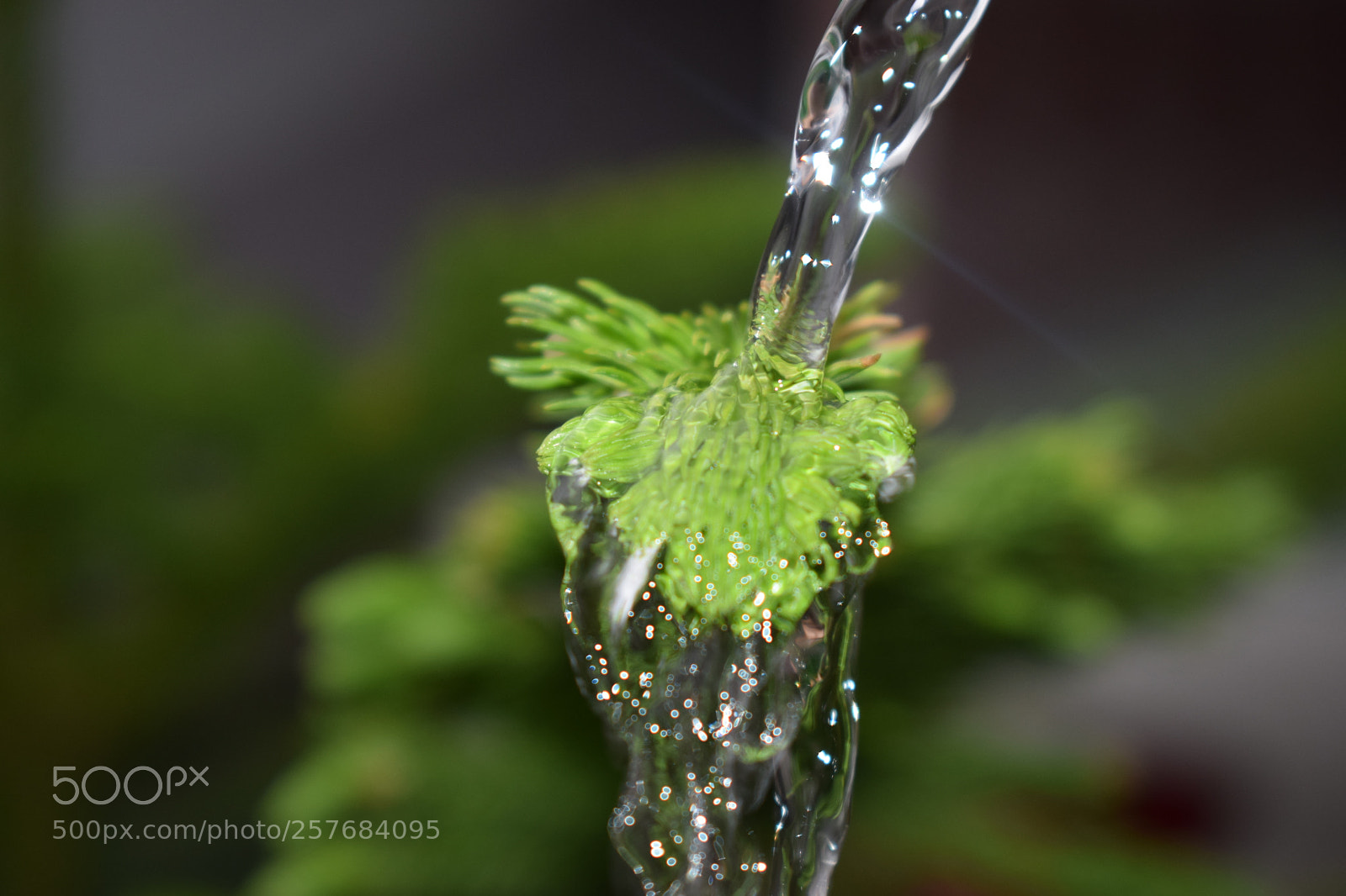 Nikon D5300 sample photo. () photography