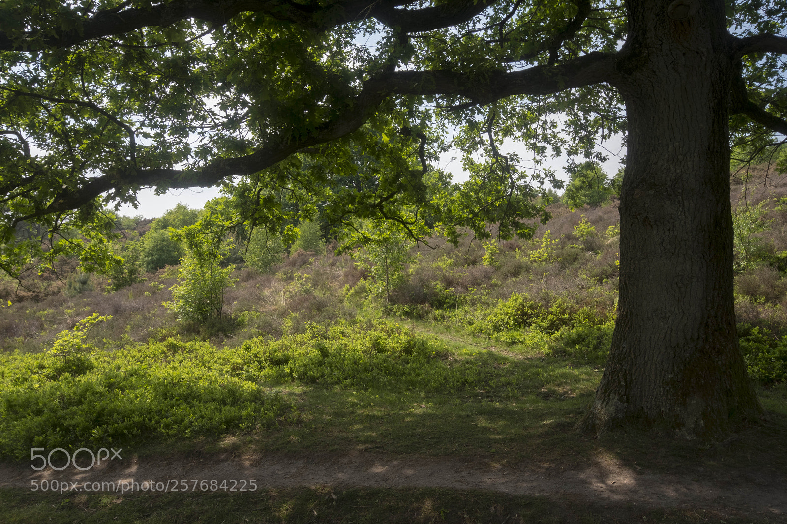 Fujifilm X-T2 sample photo. Heathland (posbank, netherlands) photography