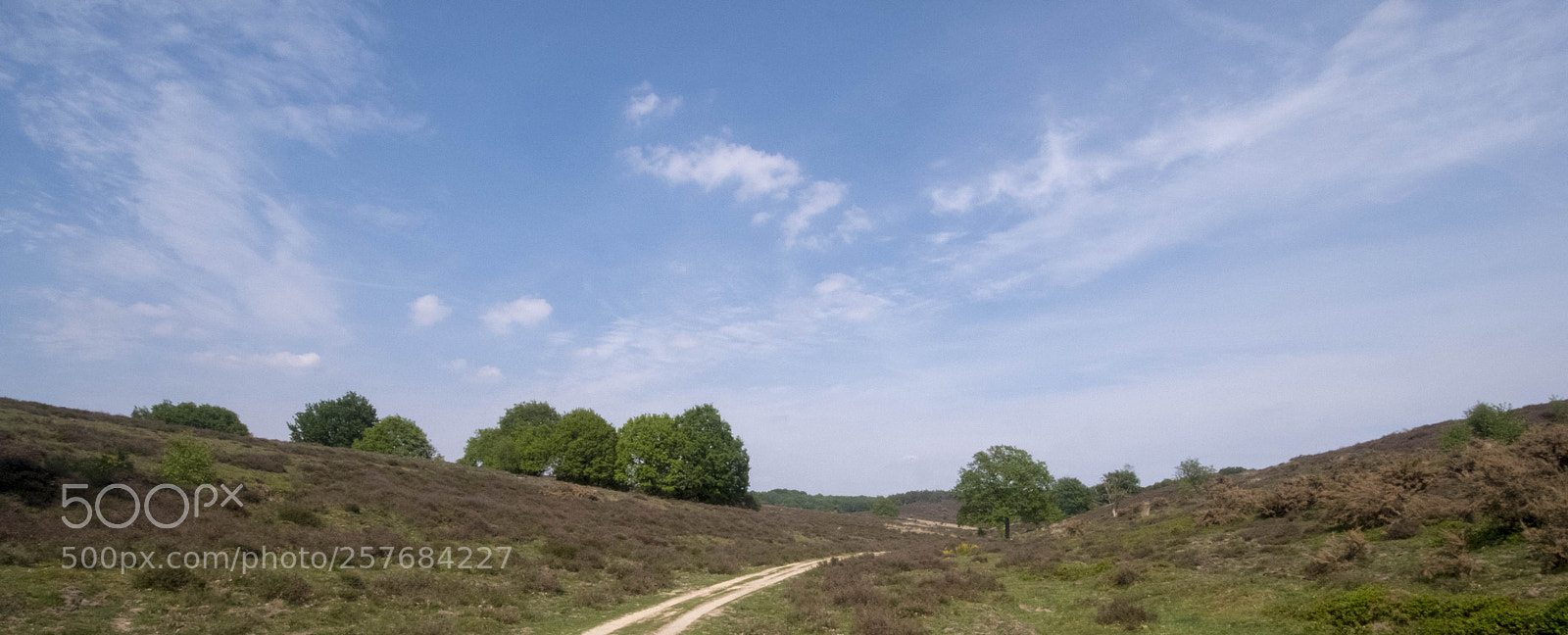 Fujifilm X-T2 sample photo. Heathland (posbank, netherlands) photography