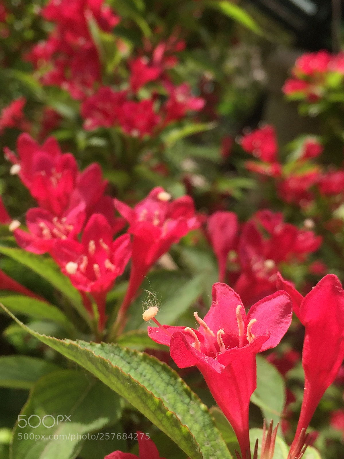 Apple iPhone 6 Plus sample photo. Untitled photography