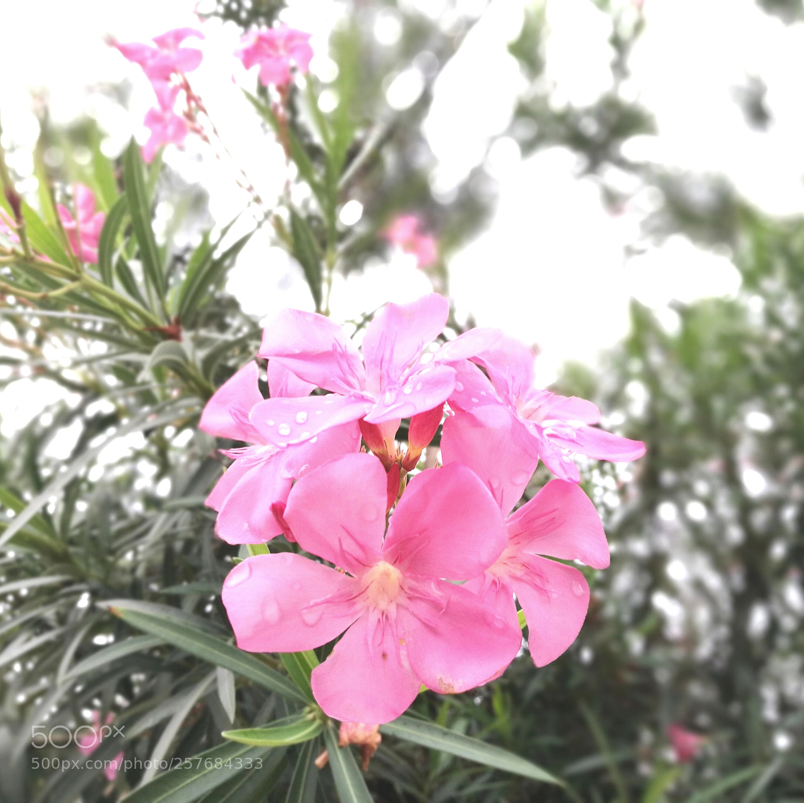 HUAWEI P9 sample photo. | pink day | photography