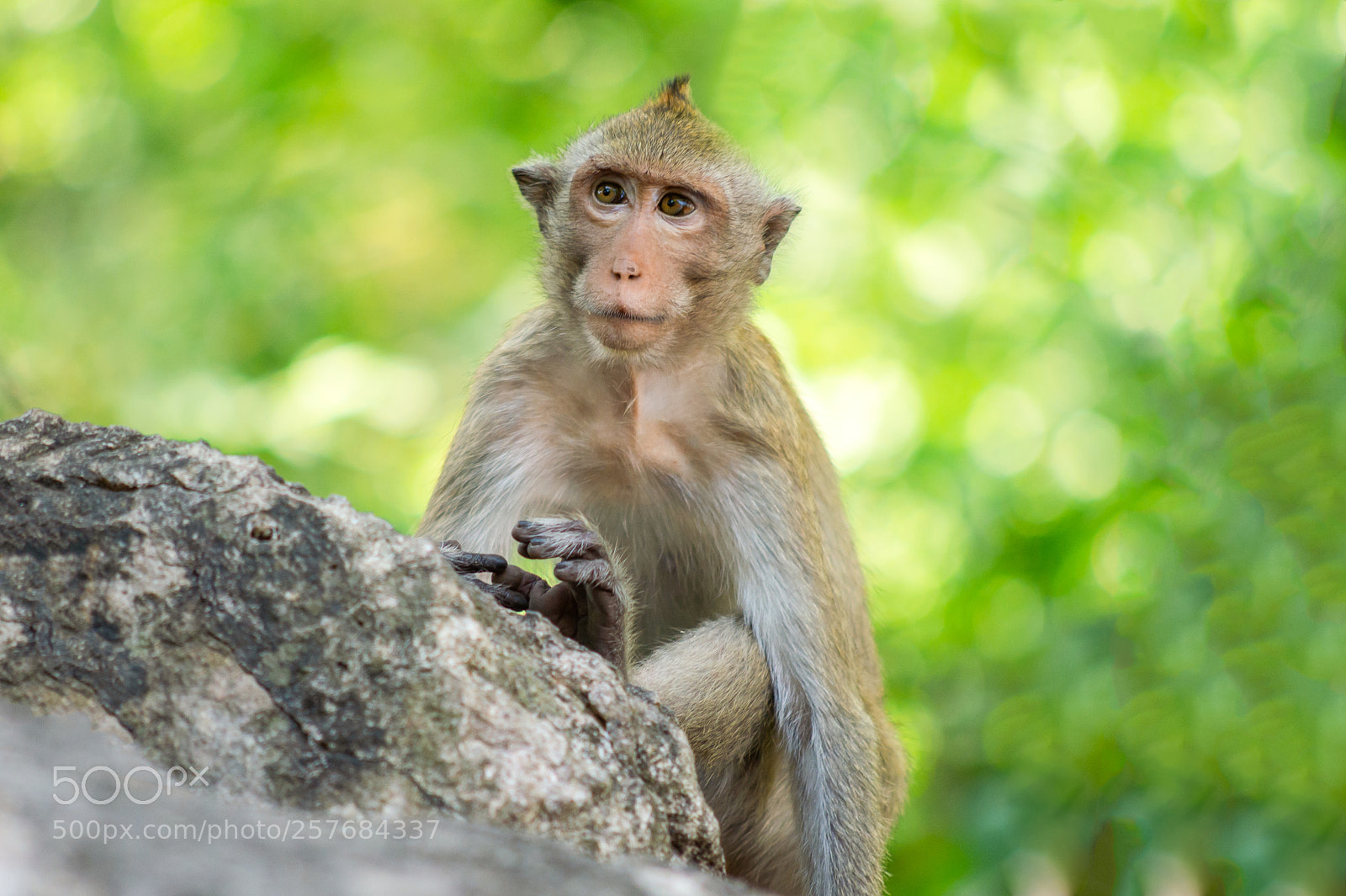Nikon D4 sample photo. Long-tailed macaque, in thailand photography