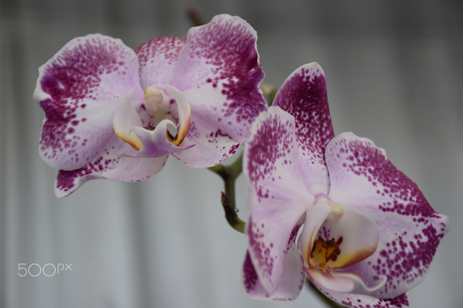 Nikon D5600 sample photo. Flower photography