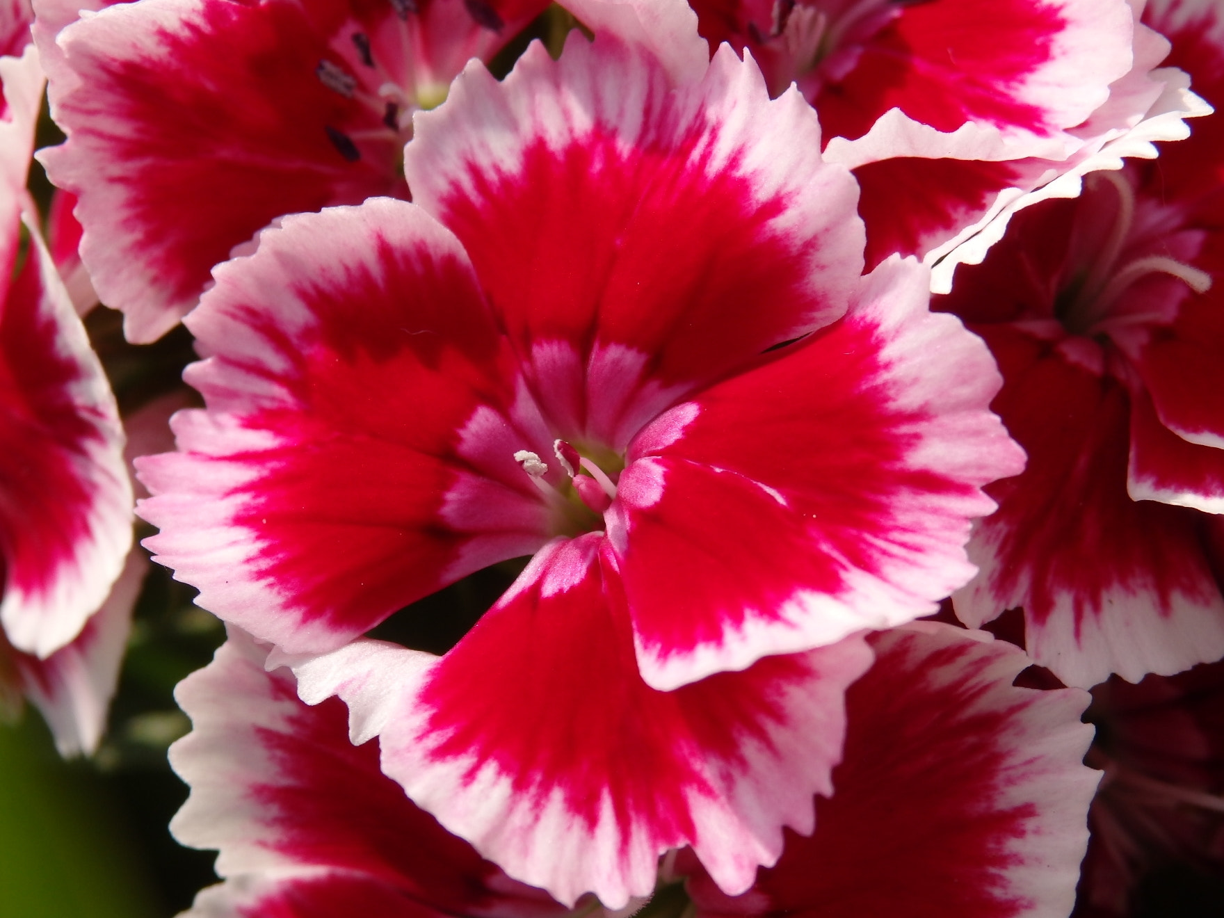 Olympus SZ-17 sample photo. Dianthus barbatus          clavel de poeta photography