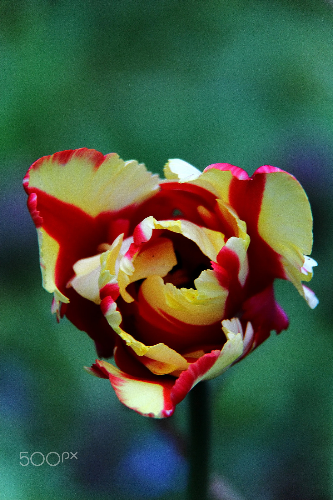Canon EF-S 18-200mm F3.5-5.6 IS sample photo. Flaming parrot photography