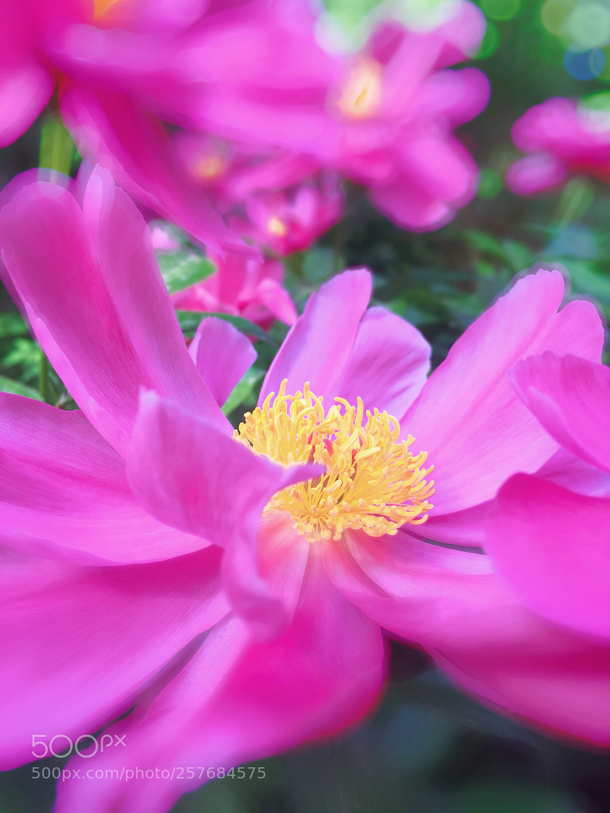 Apple iPhone 6 Plus sample photo. Untitled photography