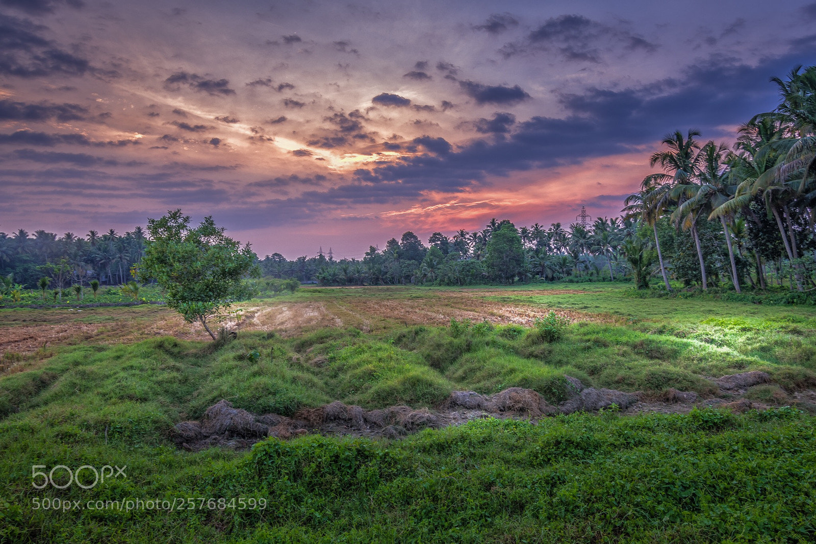 Nikon D500 sample photo. Summer sunset photography