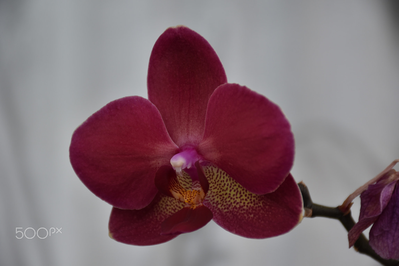 Nikon D5600 sample photo. Flower photography