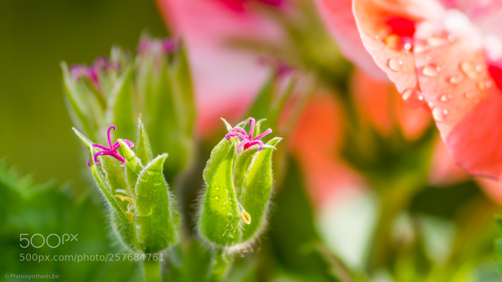 Olympus OM-D E-M10 sample photo. Geranium photography