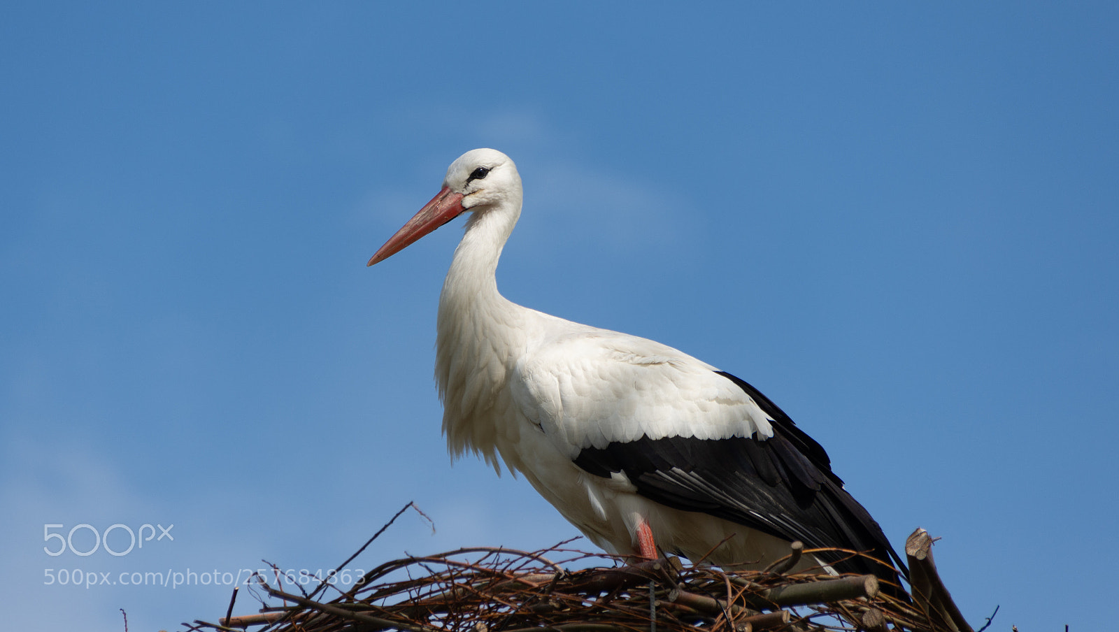 Nikon D7200 sample photo. A stork photography