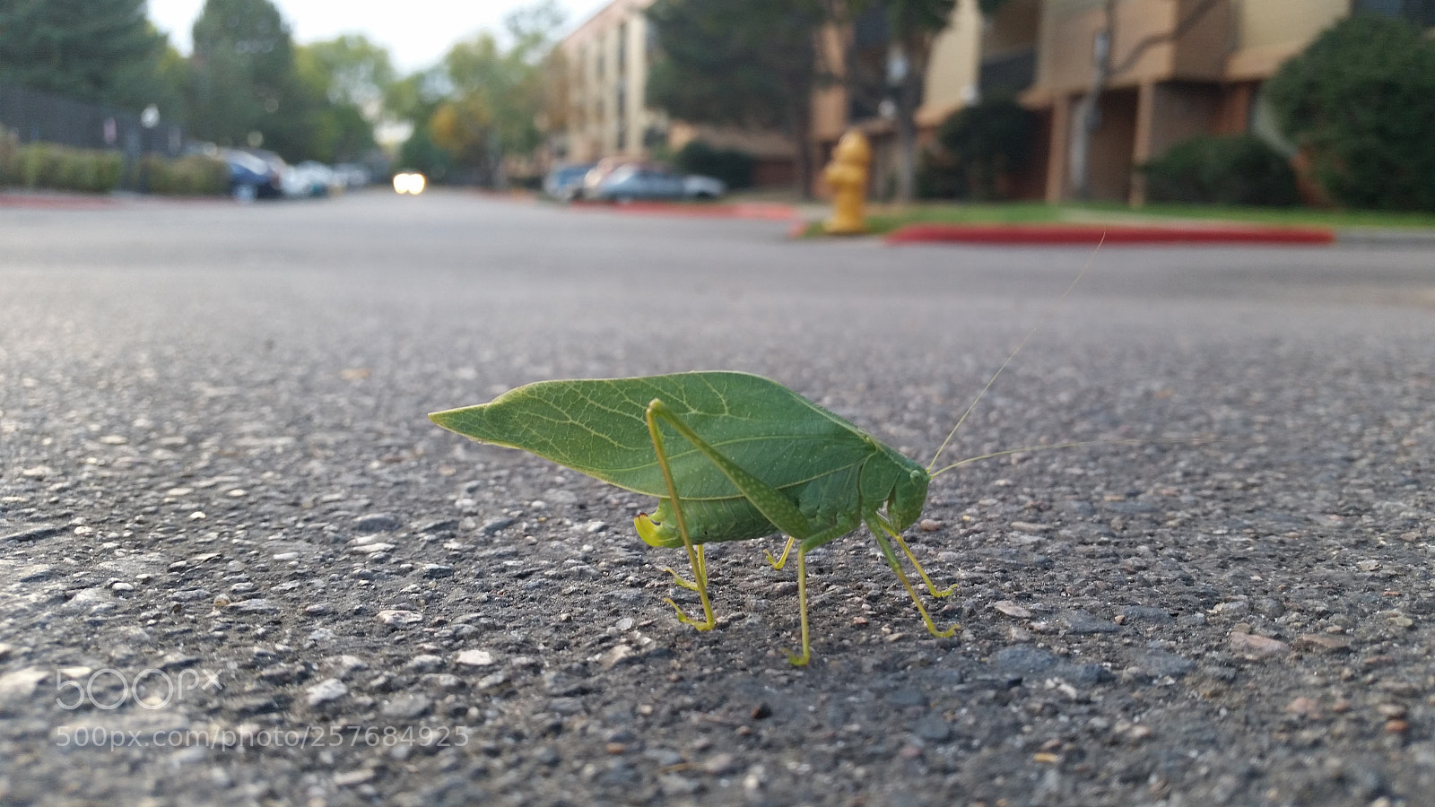 Samsung Galaxy S5 sample photo. Leafy photography