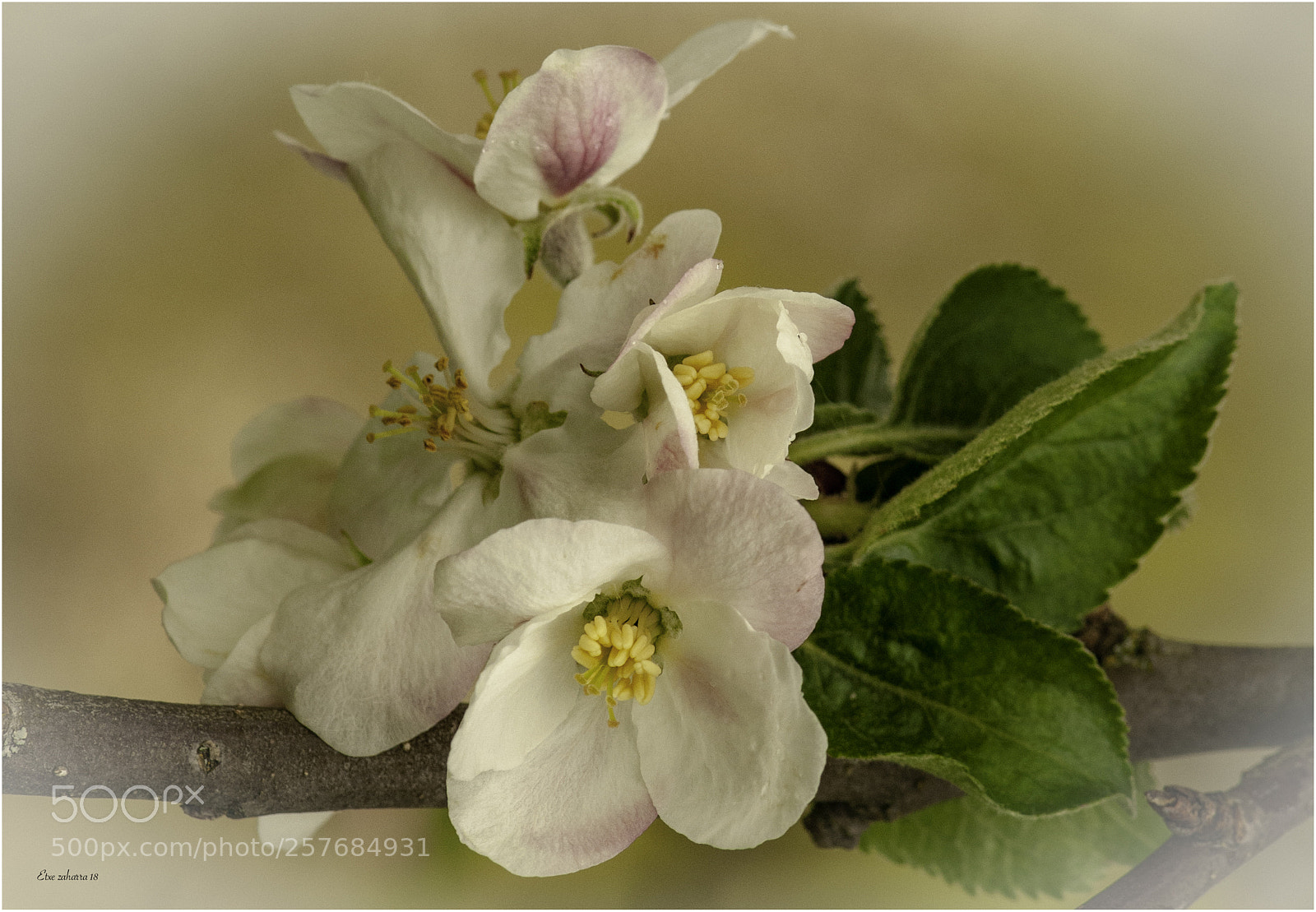 Nikon D300 sample photo. Manzanas en proyecto. photography