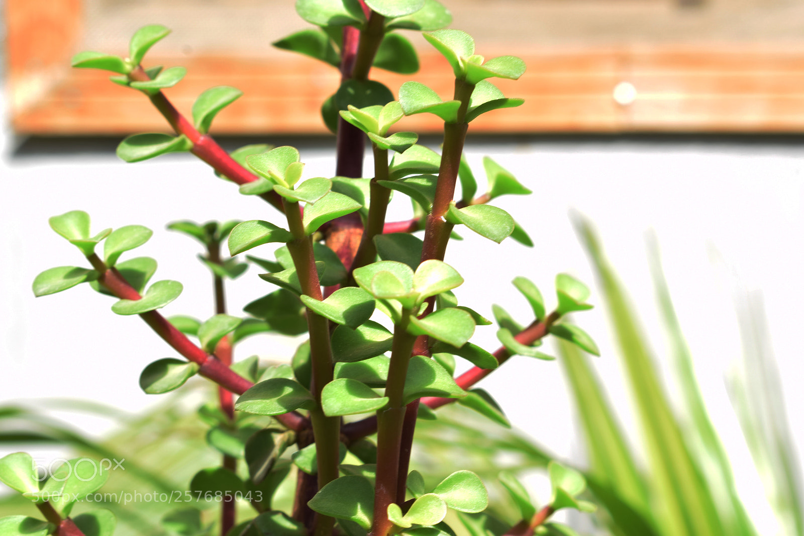 Nikon D3300 sample photo. Dsc photography