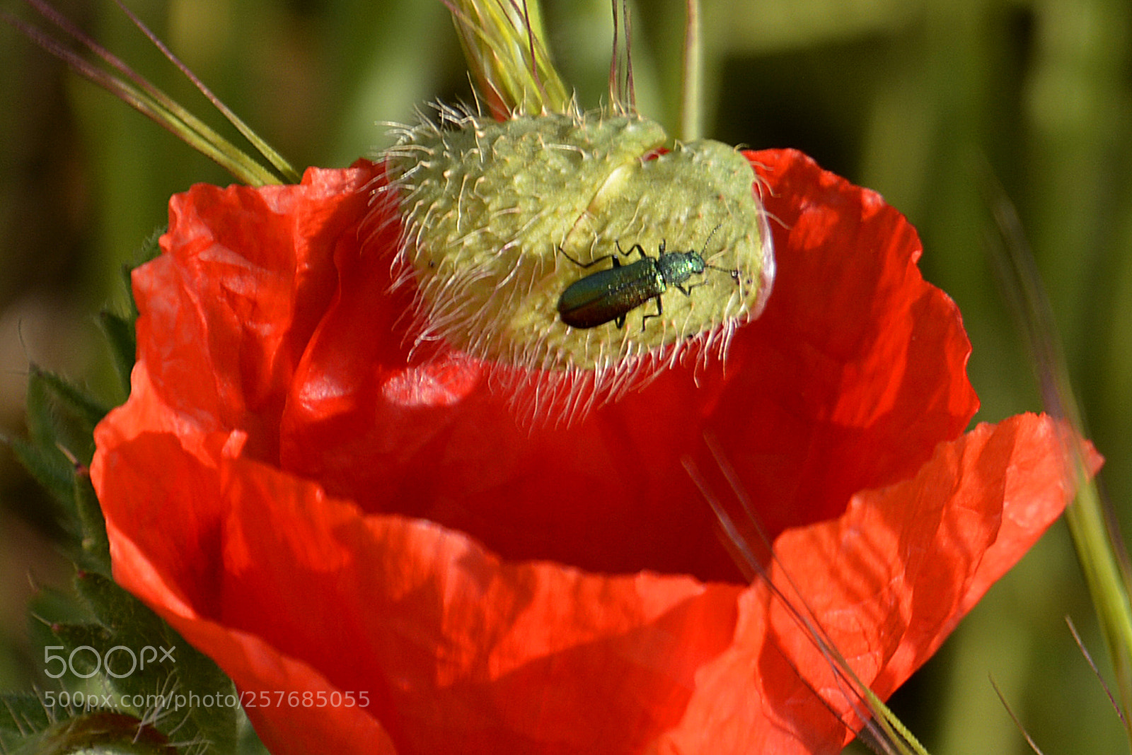 Nikon D5200 sample photo. Rojo y verde photography