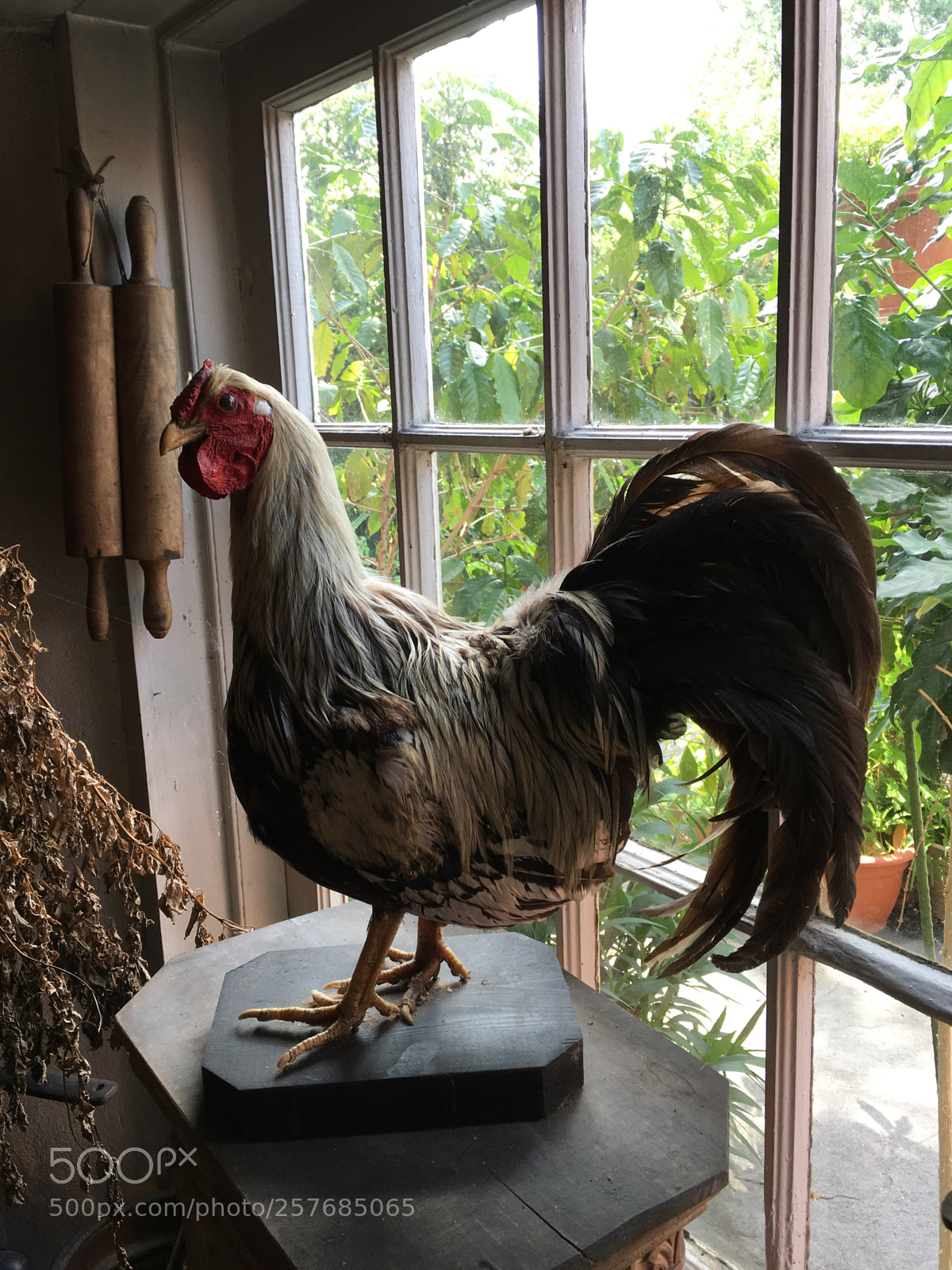 Apple iPhone 6s Plus sample photo. Rooster photography