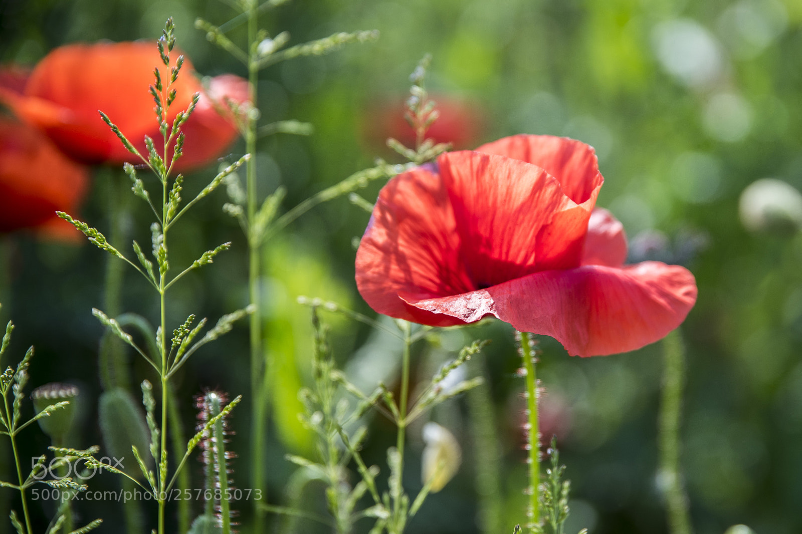 Nikon D750 sample photo. Untitled photography
