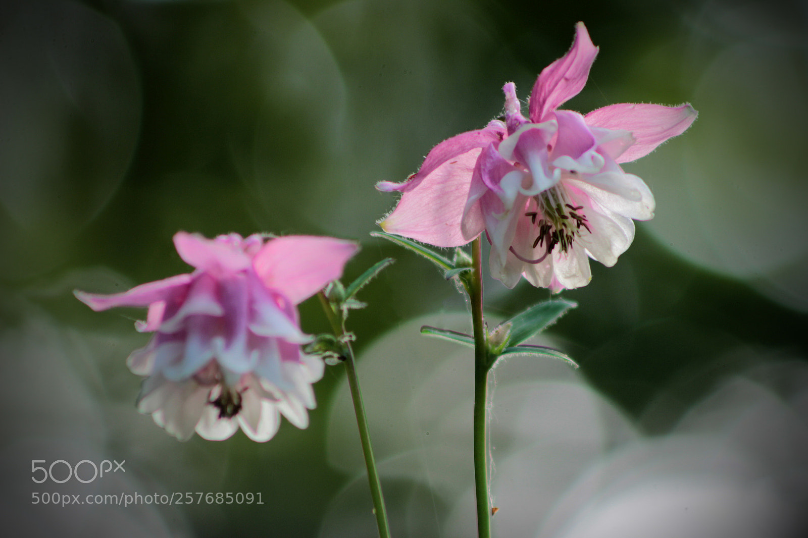 Canon EOS 600D (Rebel EOS T3i / EOS Kiss X5) sample photo. Wildflowers photography