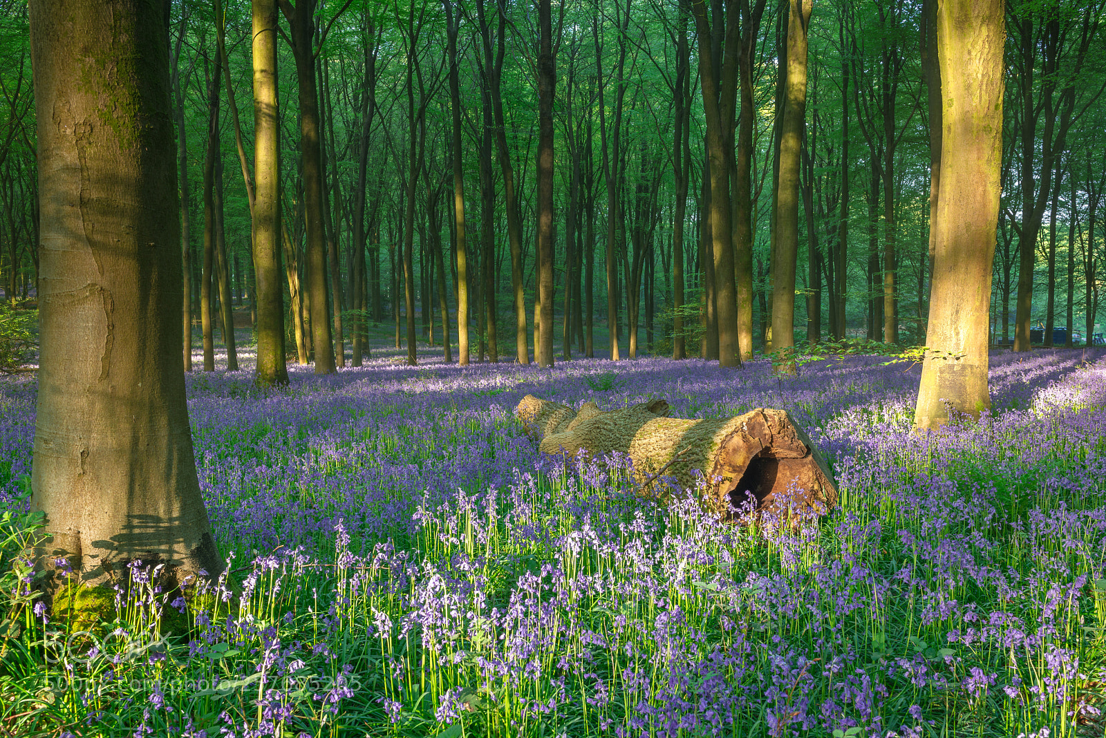 Nikon D800 sample photo. Springtime in the woods photography