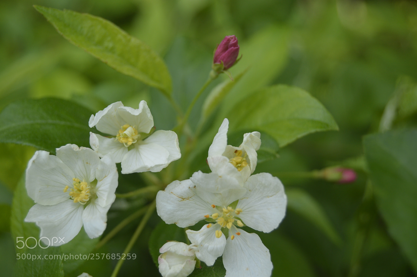 Nikon D3200 sample photo. Skøn natur photography