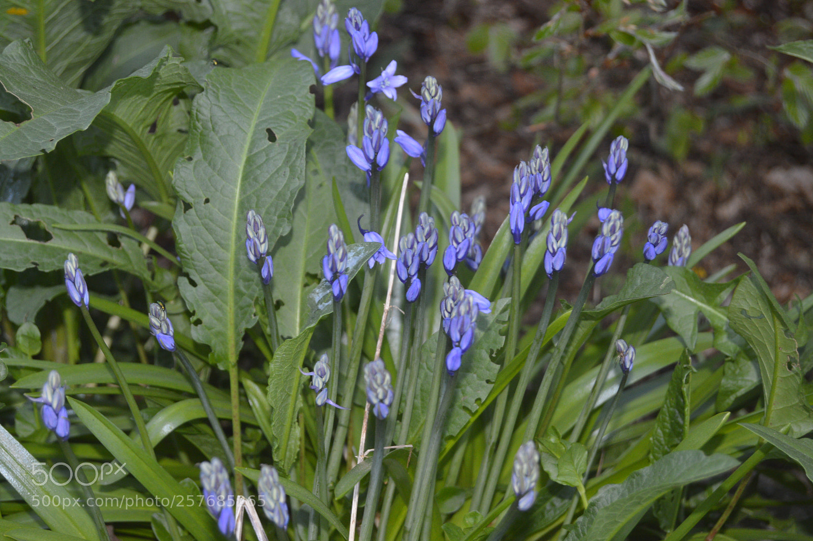 Nikon D3200 sample photo. Skøn natur photography