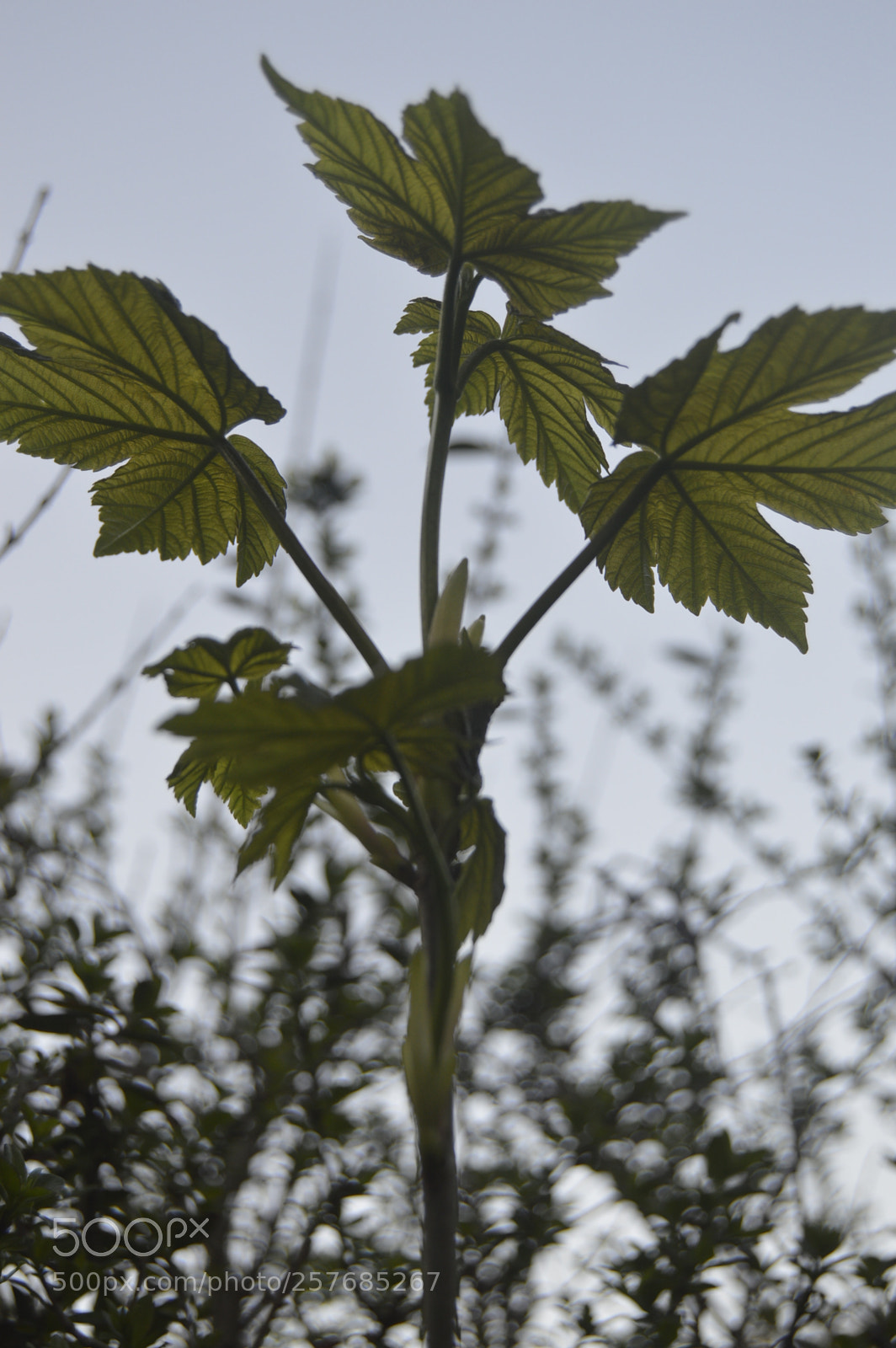 Nikon D3200 sample photo. Skøn natur photography