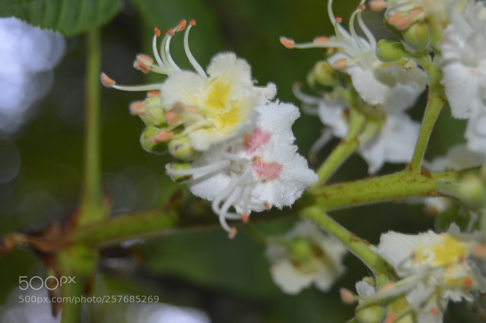 Nikon D3200 sample photo. Skøn natur photography