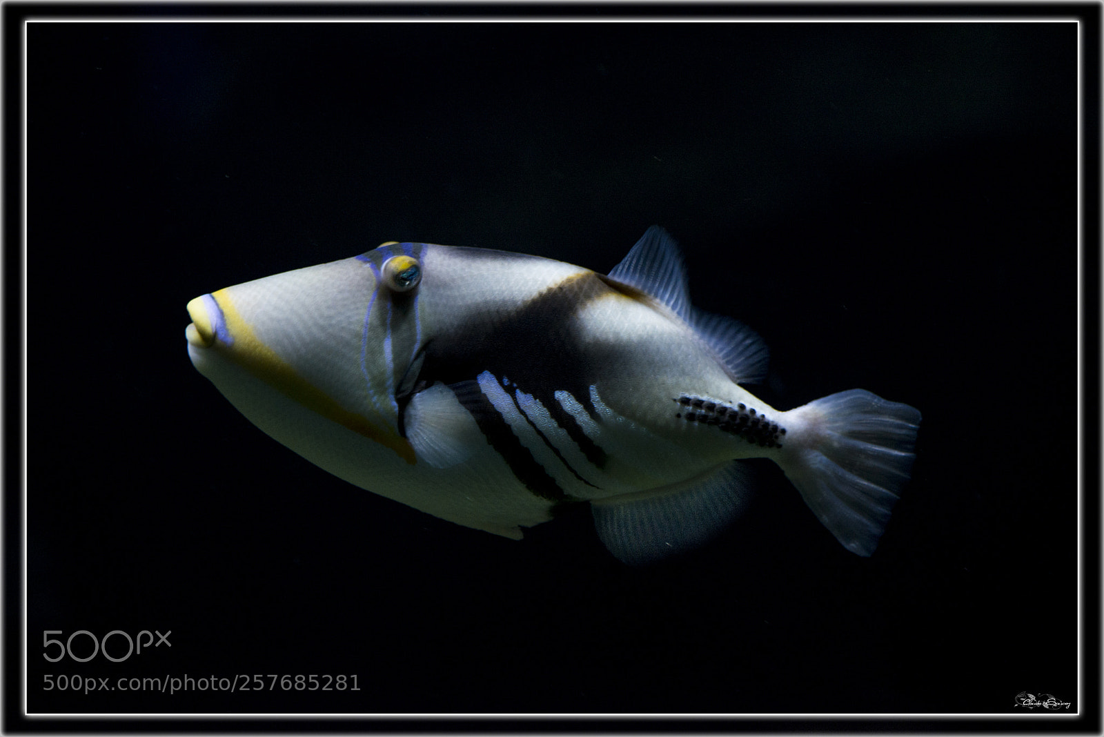 Nikon D600 sample photo. Color fish photography