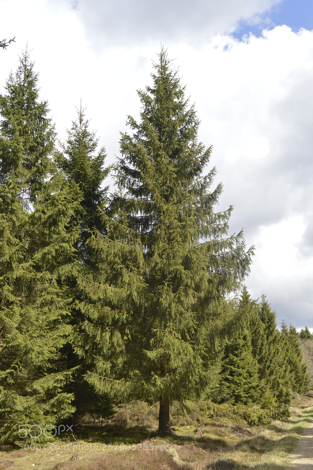 Nikon D3200 sample photo. Skøn natur photography
