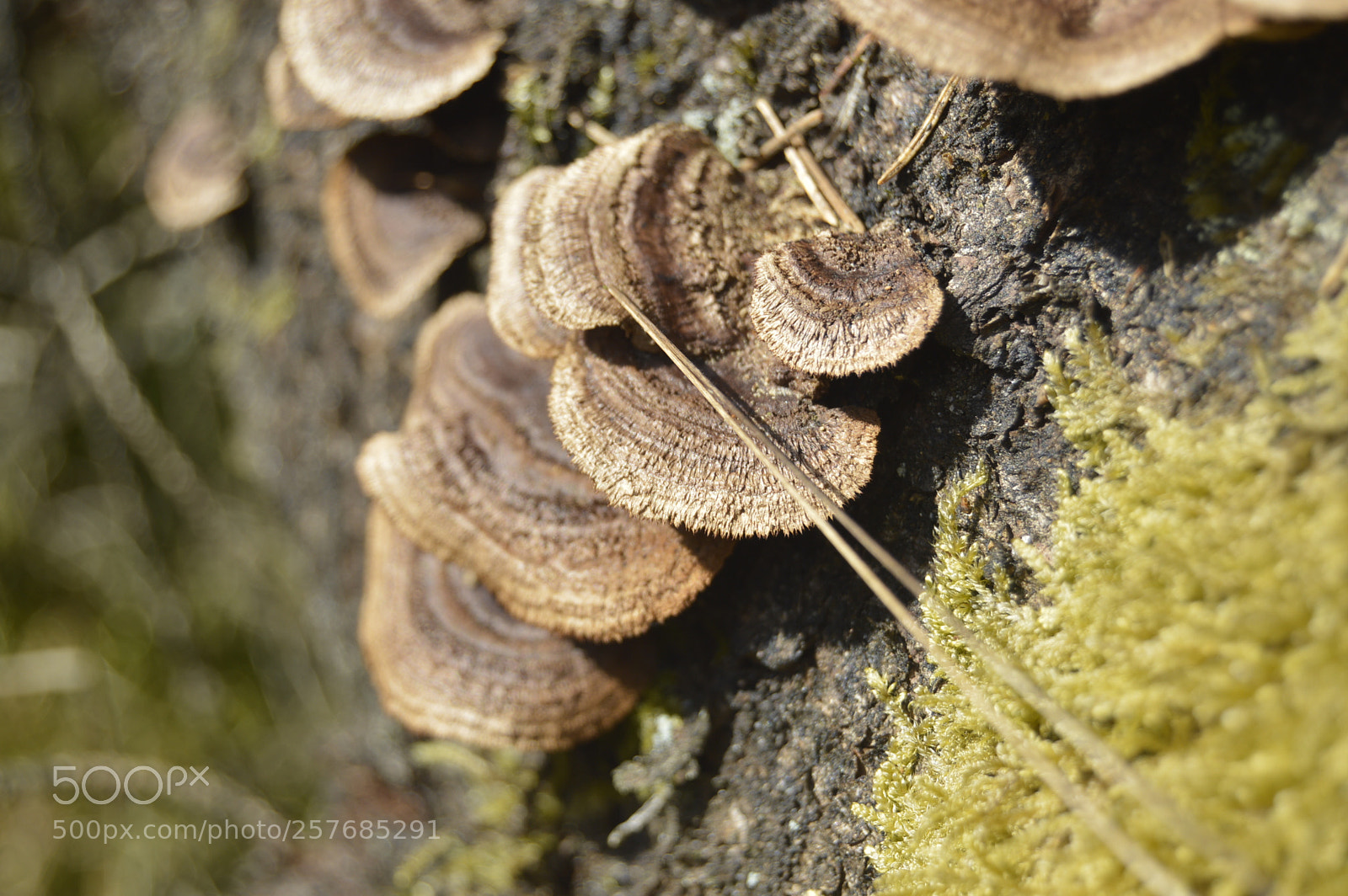 Nikon D3200 sample photo. Skøn natur photography