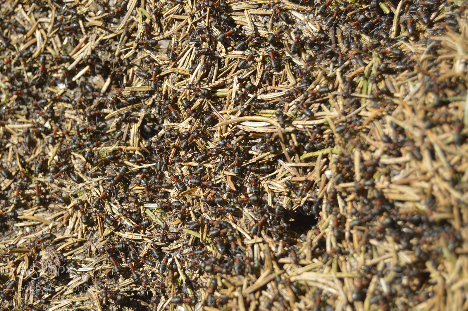 Nikon D3200 sample photo. Skøn natur photography