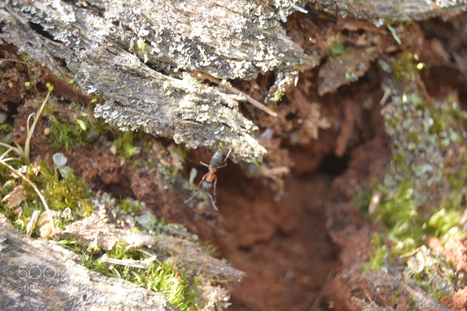 Nikon D3200 sample photo. Skøn natur photography