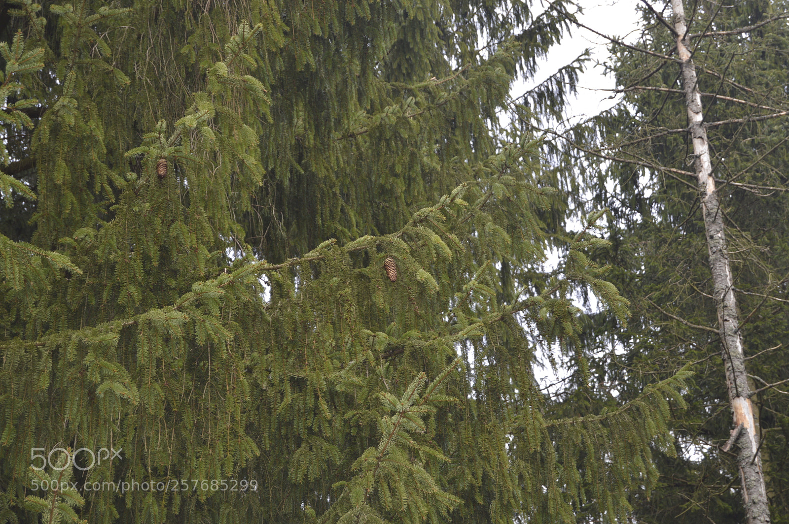Nikon D3200 sample photo. Skøn natur photography