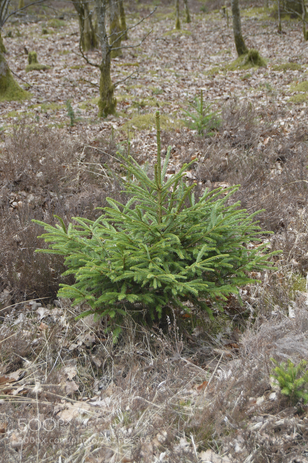 Nikon D3200 sample photo. Skøn natur photography
