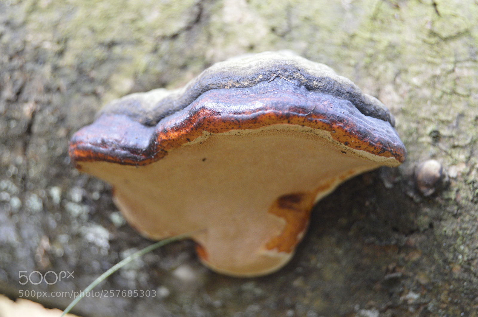 Nikon D3200 sample photo. Skøn natur photography