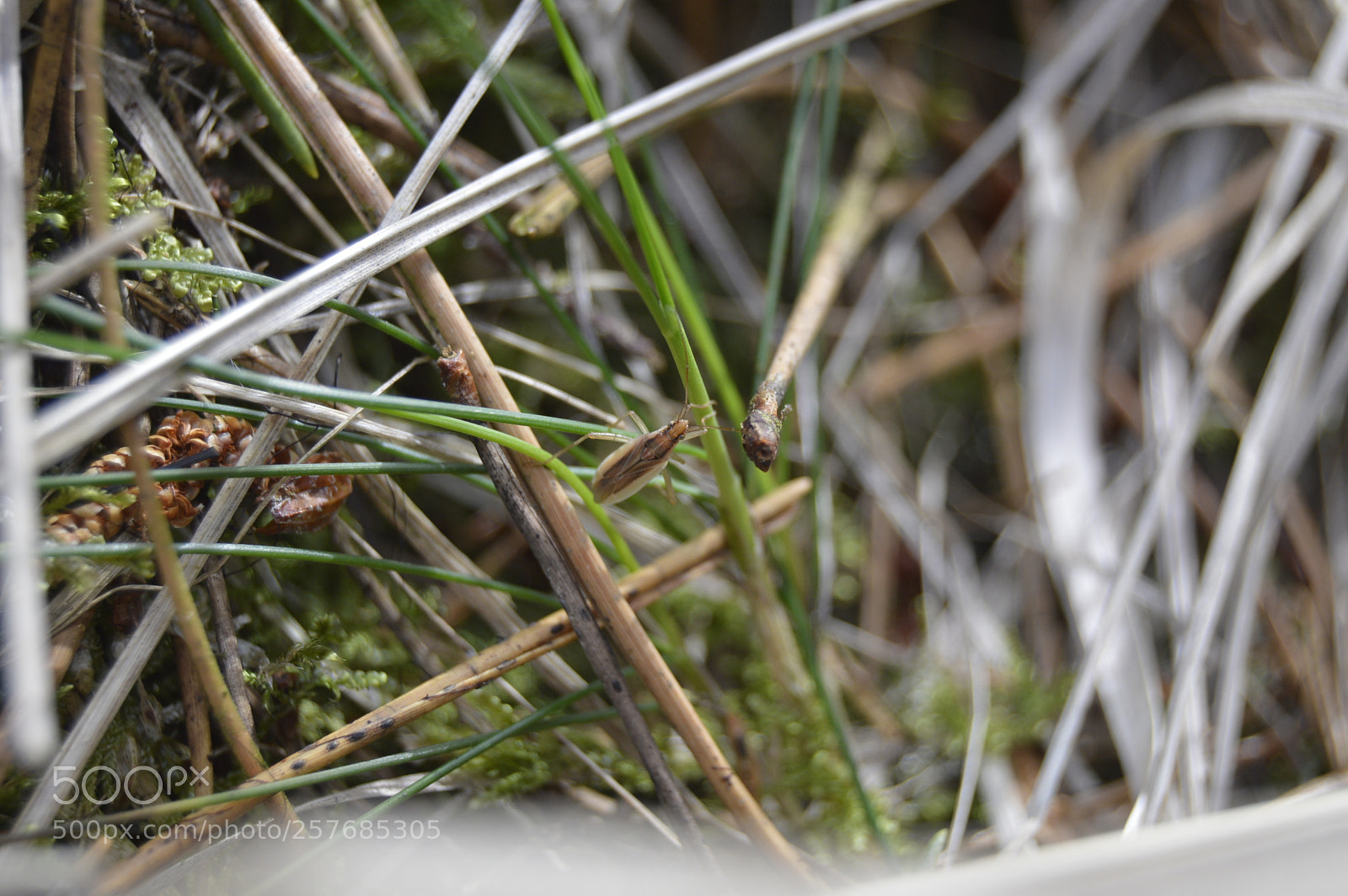Nikon D3200 sample photo. Skøn natur photography