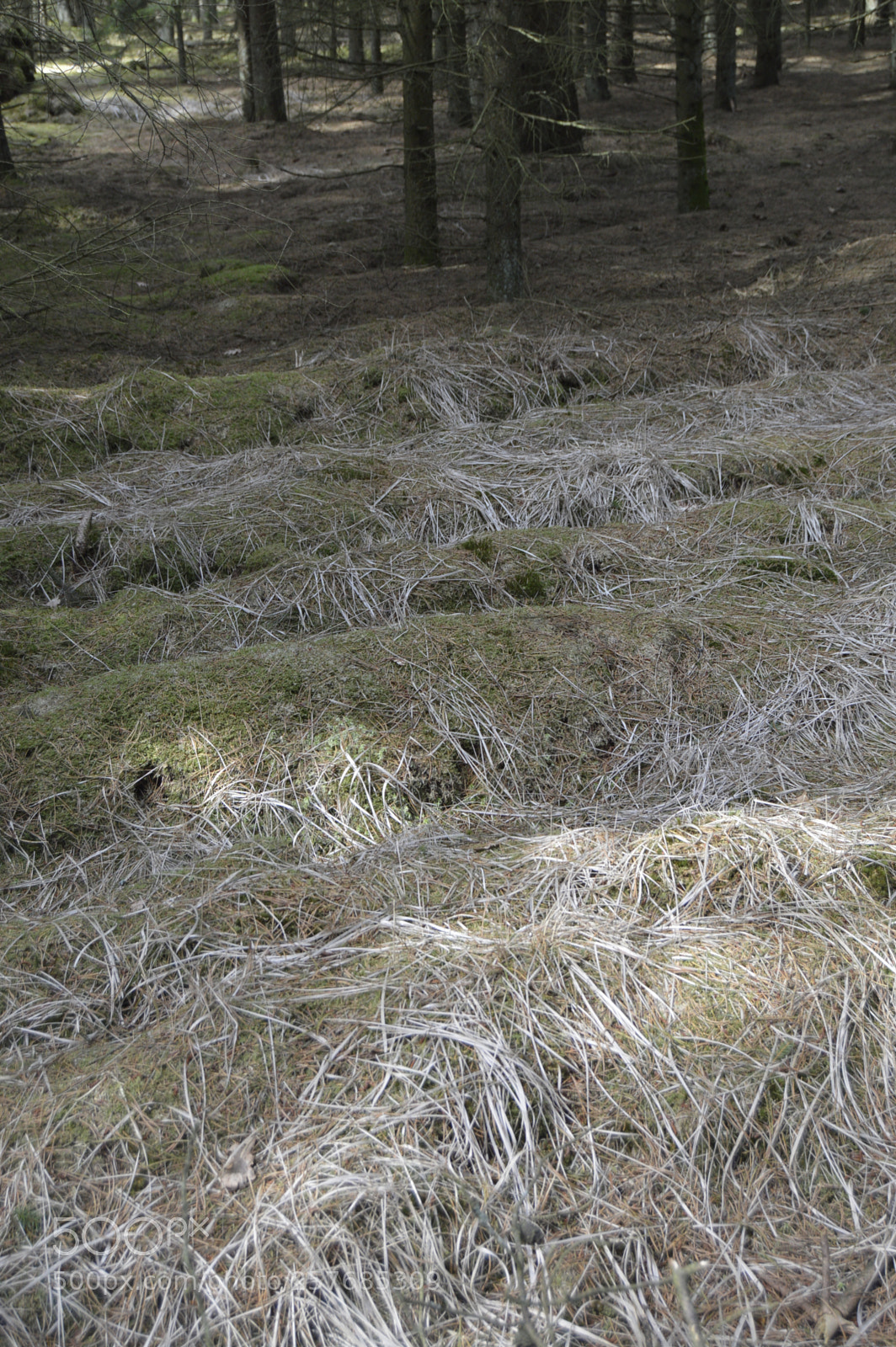 Nikon D3200 sample photo. Skøn natur photography