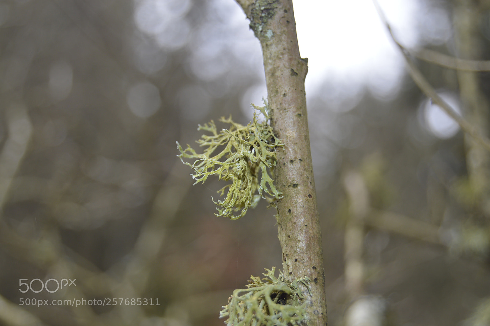 Nikon D3200 sample photo. Skøn natur photography