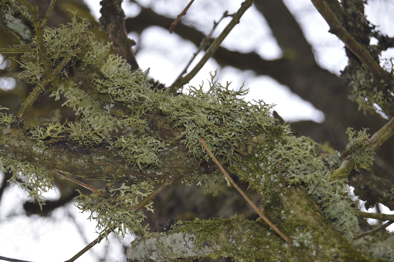 Nikon D3200 sample photo. Skøn natur photography