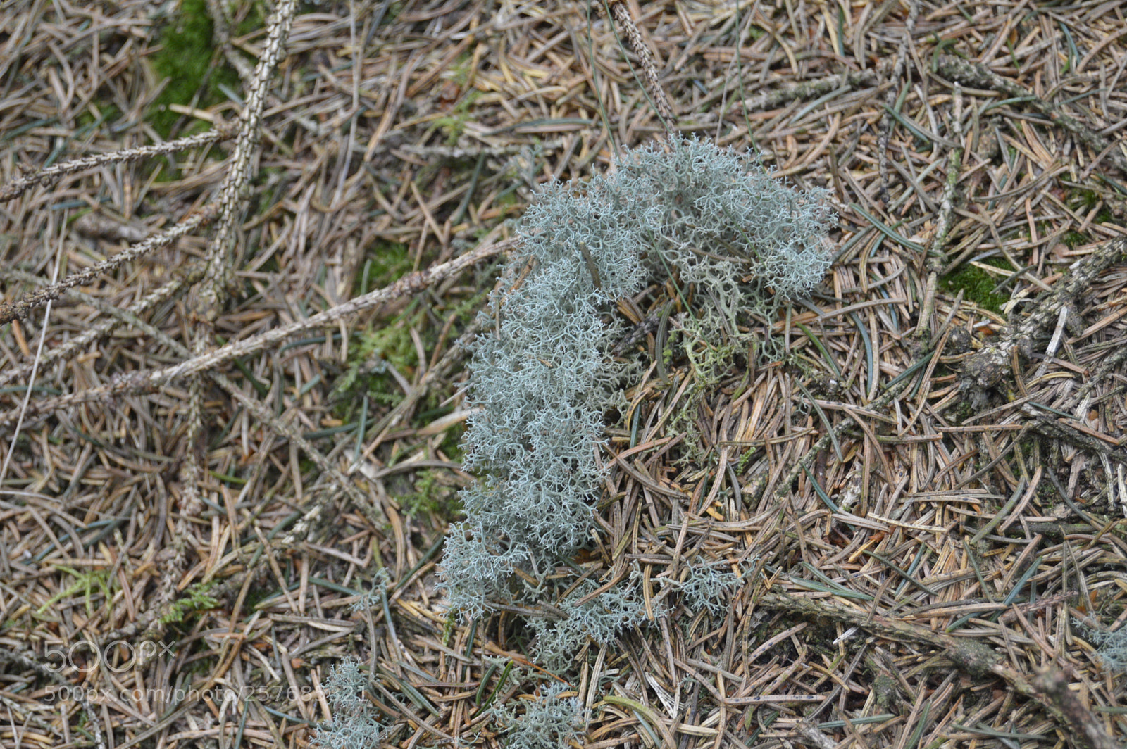 Nikon D3200 sample photo. Skøn natur photography
